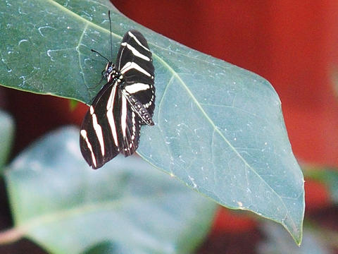 Black & White butterfly