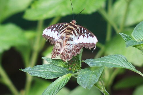 Gray and white butterfly