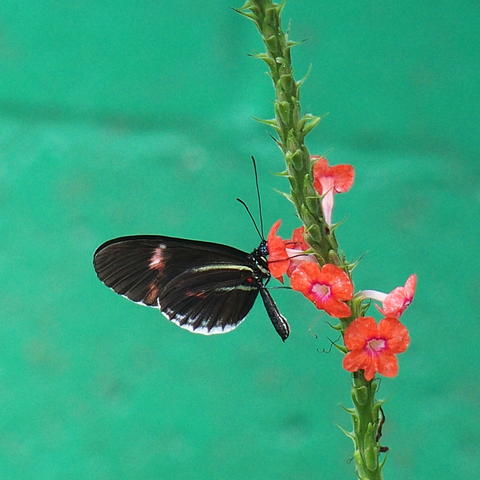 Black butterfly