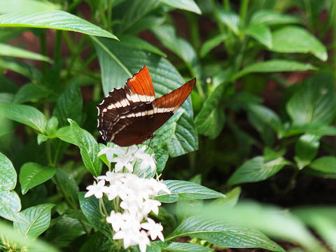 Black and orange butterfly