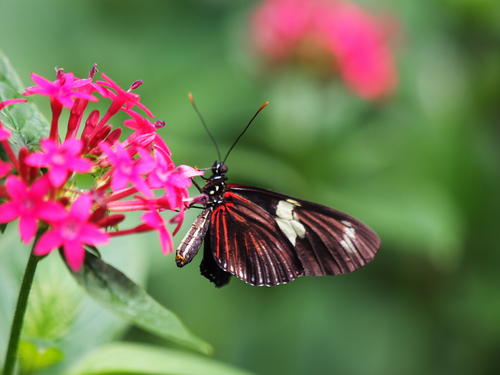 Black and red butterfly #2