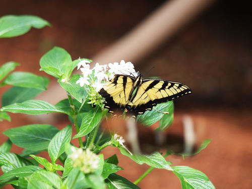 Yellow and black butterfly