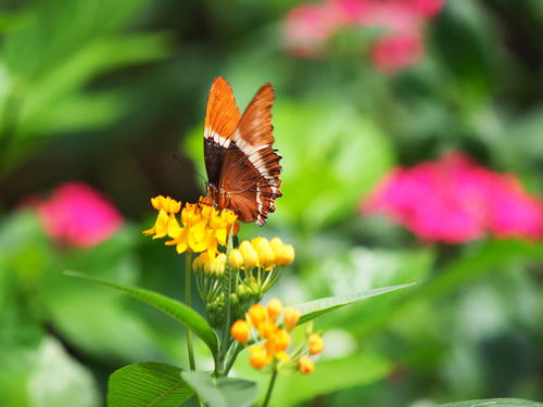 Brown and orange butterfly #3