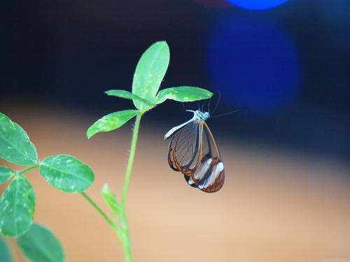 Transparent butterfly #2