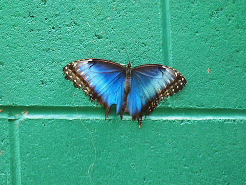 Blue butterfly
