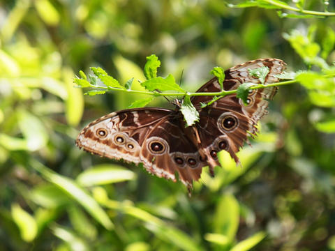 Butterfly with the eyes