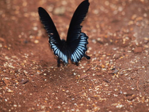 Black and silver butterfly