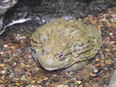 African bullfrog