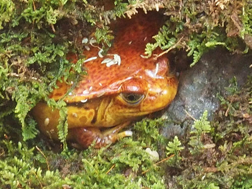 Tomato frog