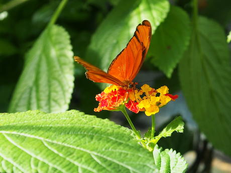 Orange butterfly