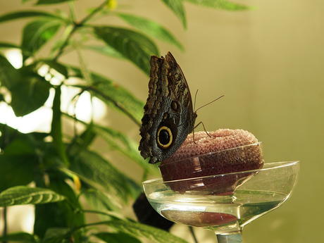 Butterfly with the eyes #4