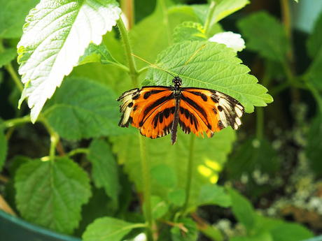 Orange and black butterfly