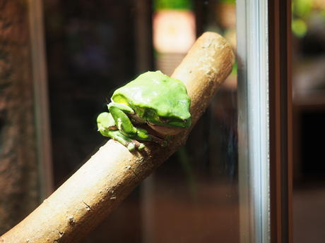 Giant monkey frog #2