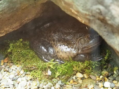 American bullfrog #2