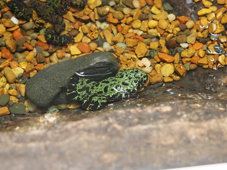 Fire-bellied toad