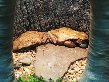 Smooth-sided toad #2