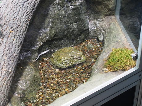 African bullfrog #2
