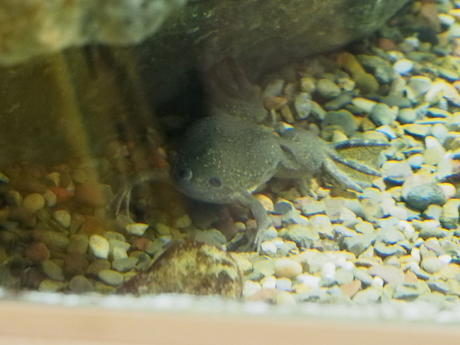 African clawed frog #3