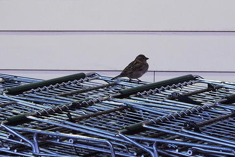 Sparrow at Donelan's supermarket