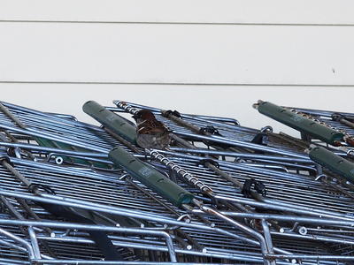 Sparrow at Donelan's supermarket #2