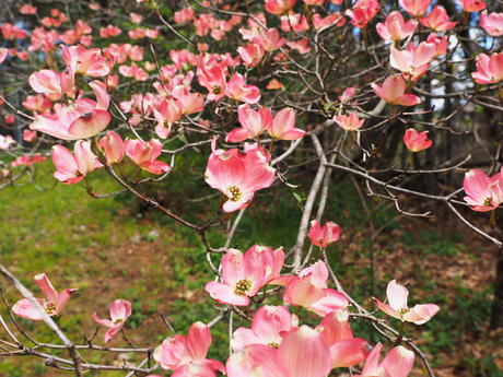 Liz's dogwood tree