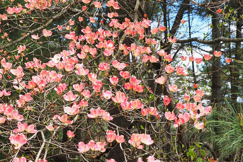 Liz's dogwood tree #2