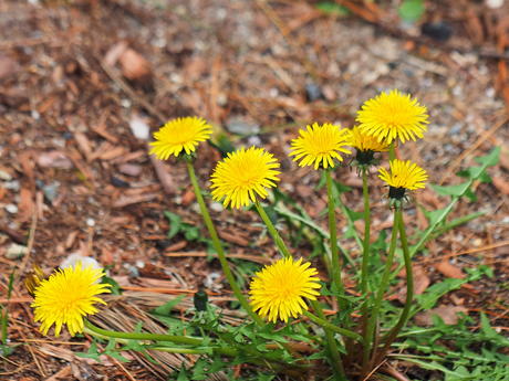 Dandelions