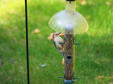 Red-bellied woodpecker