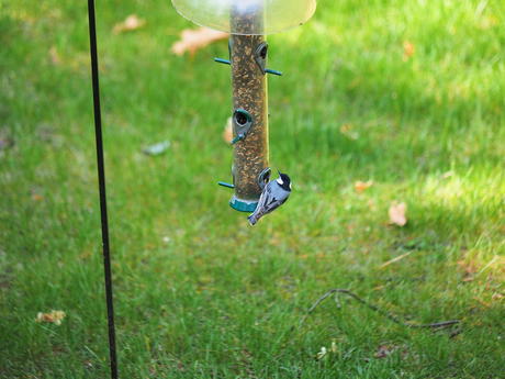 White-breasted nuthatch #2