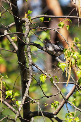 Titmouse hiding