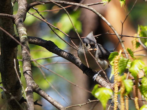 Titmouse hiding #2