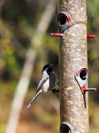 Black-capped chickadee