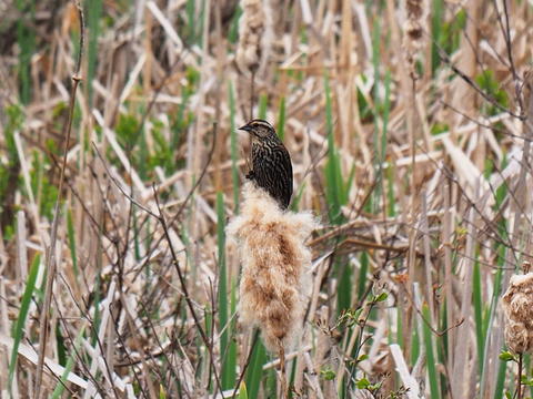 Female red-wing blackbird