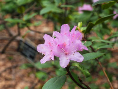Azaleas