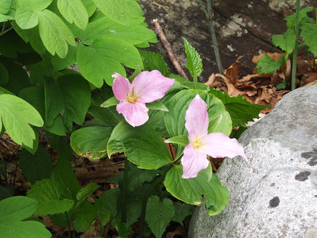 Trillium