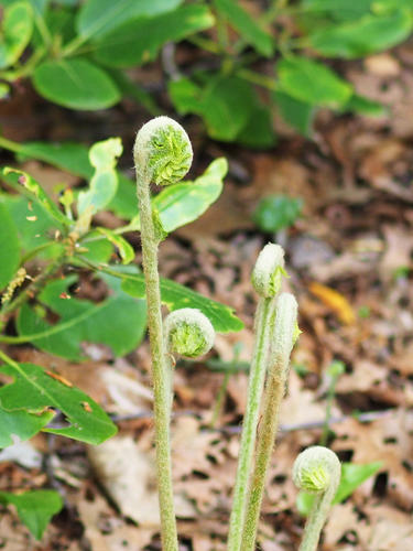 Fiddleheads #2