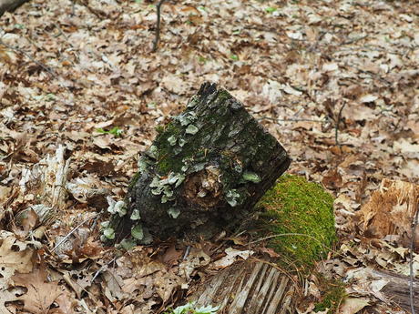 Tree stump #5