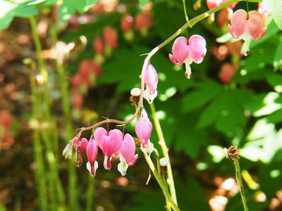 Bleeding hearts