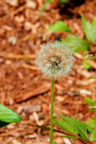 Dandelion