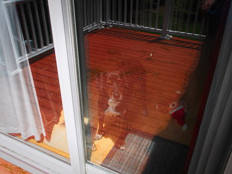 Reflections of Sophie looking out the back door