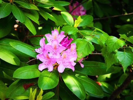 Purple rhododendrons