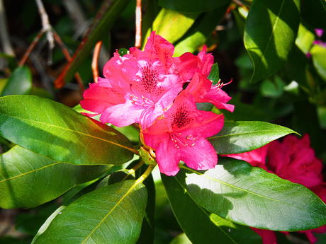 Red rhododendrons