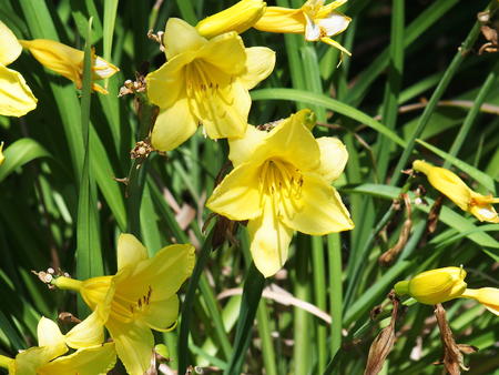 Yellow lilies