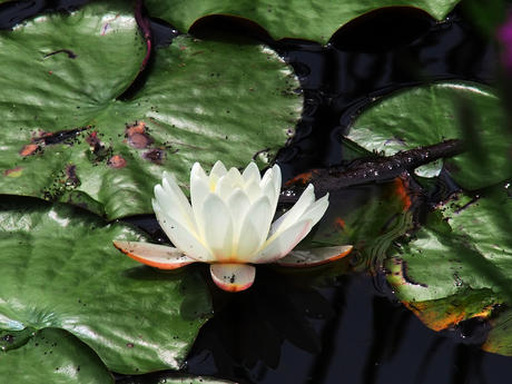 Water lily