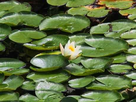 Water lily #2