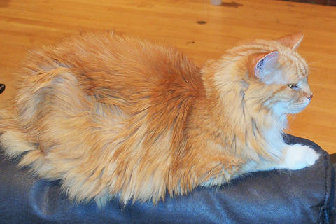 King of the chair #2