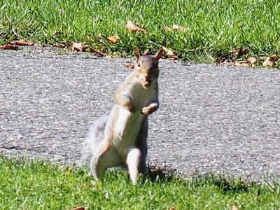 Squirrel