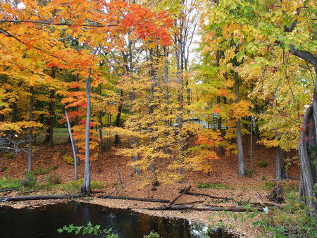 Littleton, MA fall #2