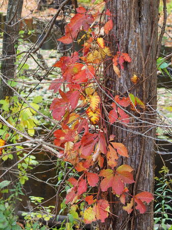 Red and yellow leaves