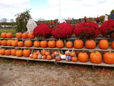Pumpkins